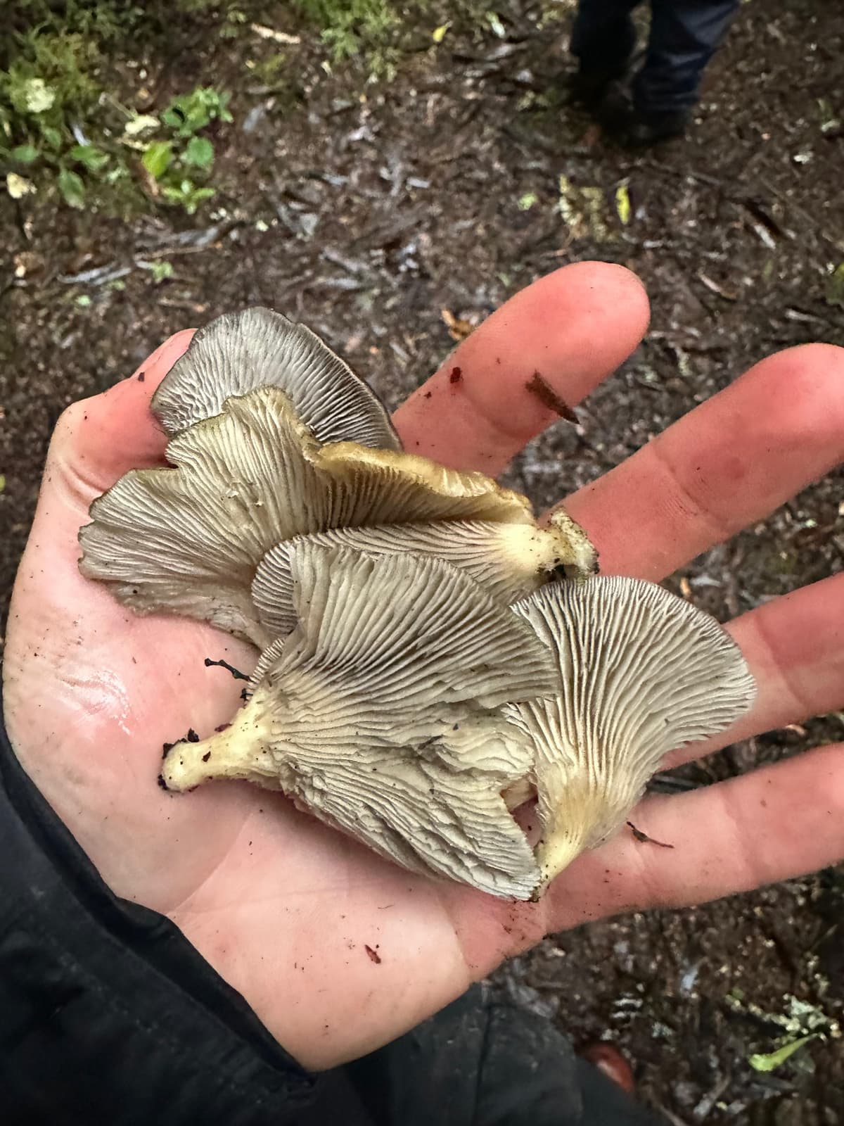 Oyster Mushroom