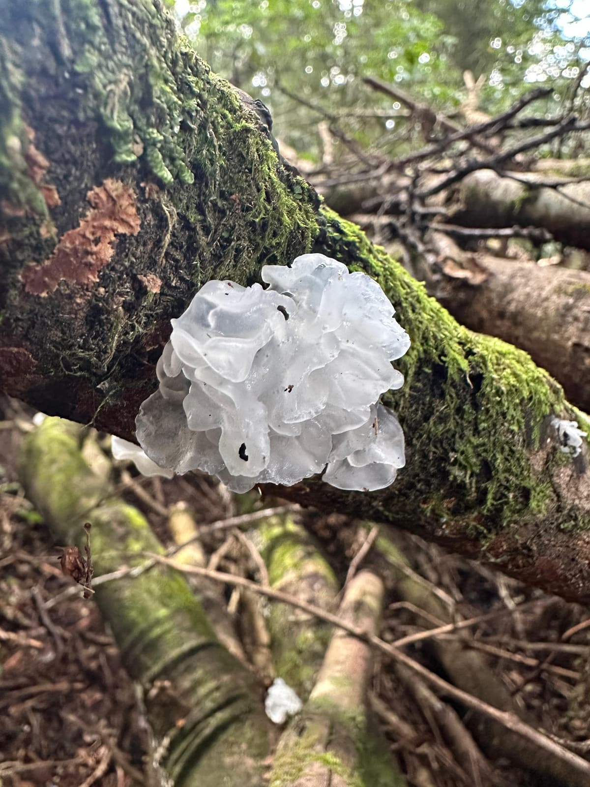 Tremella
