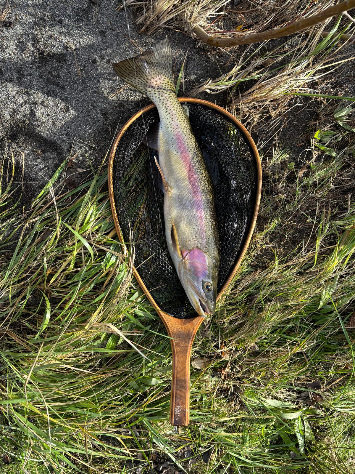 Rainbow Trout