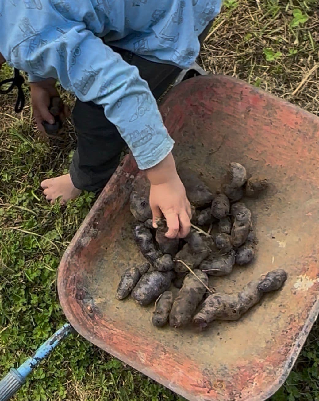 Maori Potatoes